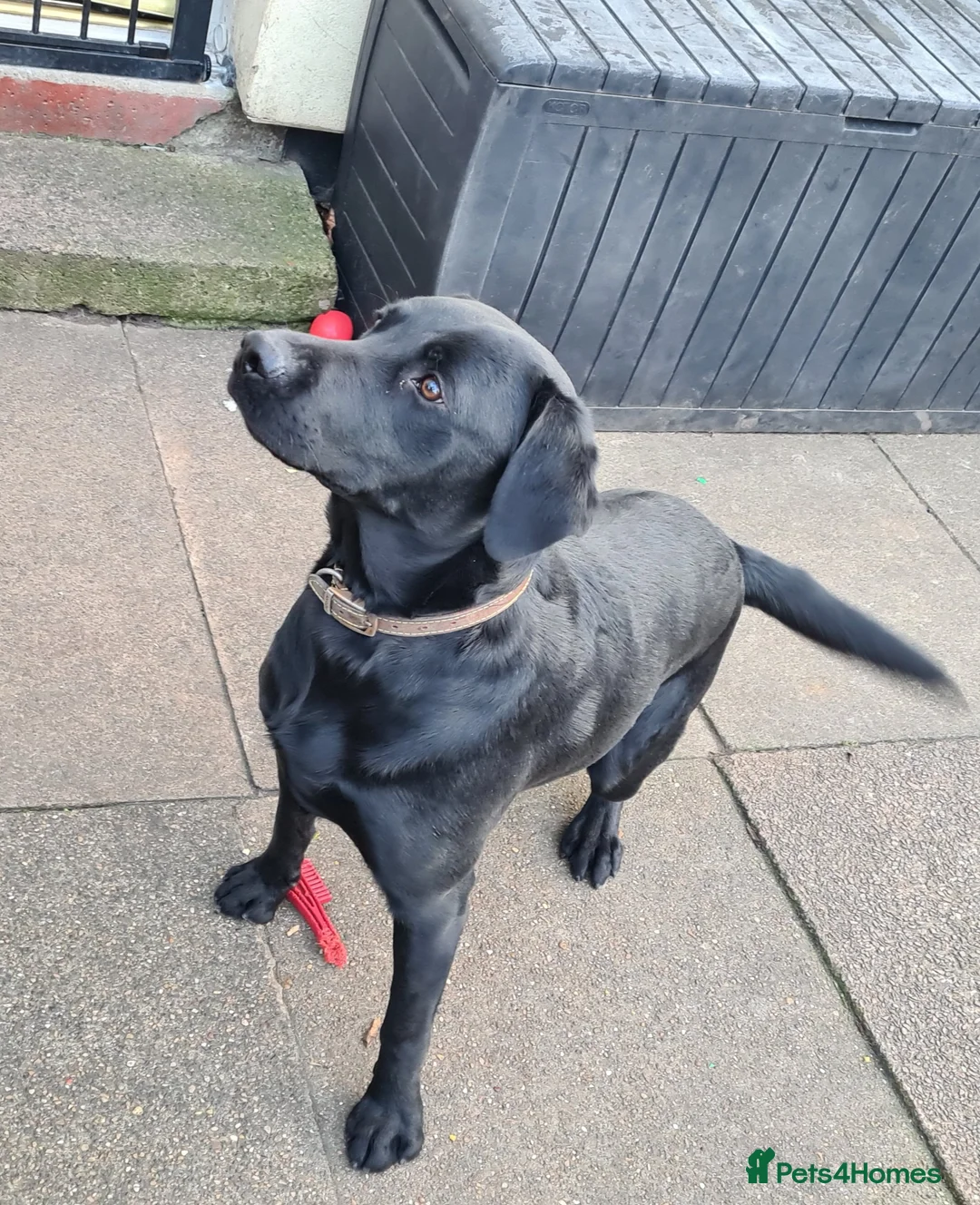 Labrador Retriever dogs for stud: PROVEN LABRADOR FOR STUD PROVEN  in Wolverhampton - Advert 15