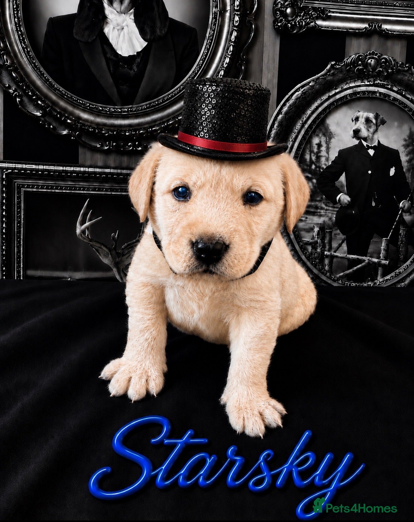 Labrador Retriever dogs for sale: Only Three Beautiful KC Boys left  in Henley-in-Arden - Advert 5