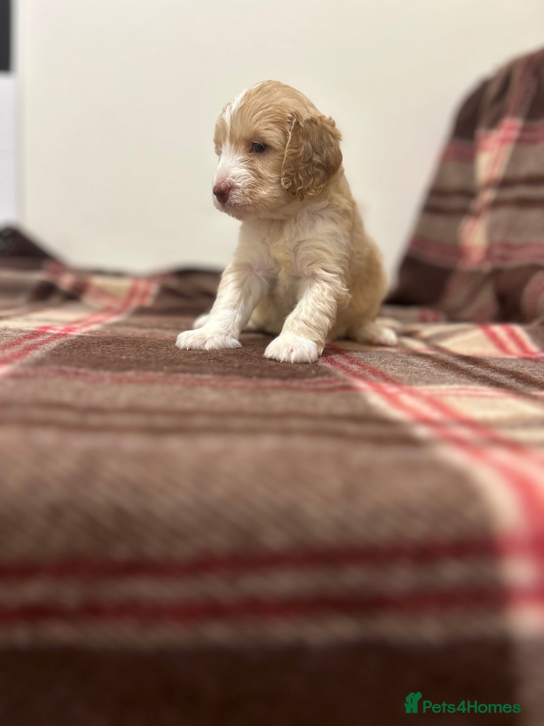 Cockapoo dogs for sale: stunning toy cockapoo  - Advert 5