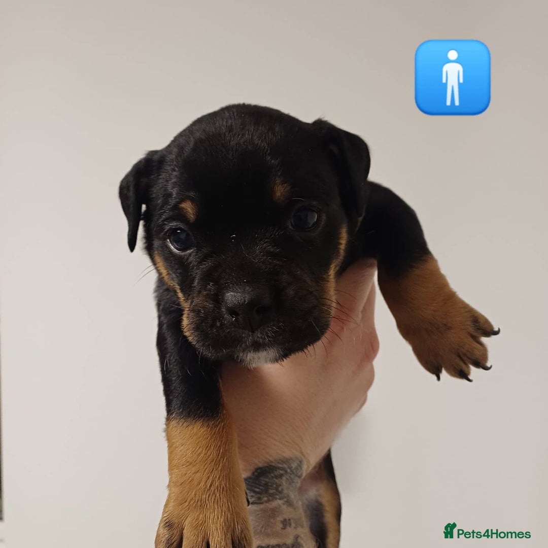 Mixed Breed dogs for sale: British Bulldog, Staffy Cross Pups - Advert 2