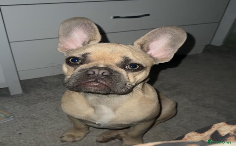 French Bulldog dogs - Advert 1