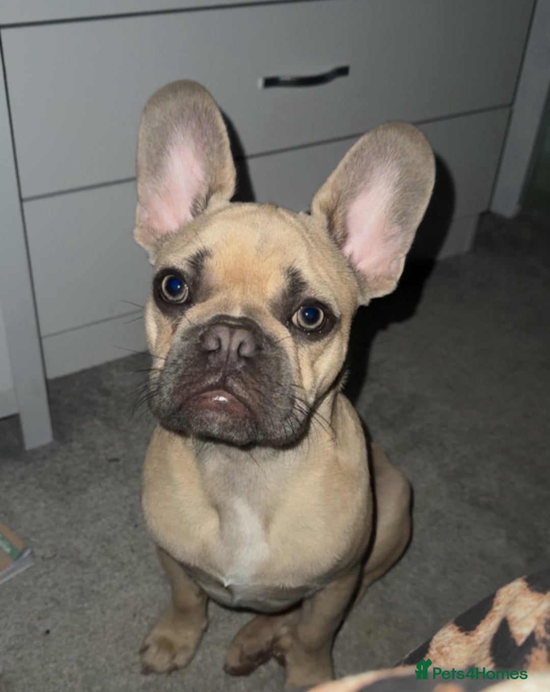 French Bulldog dogs for sale: French bull dog six months - Image 1
