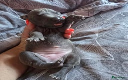 Italian Greyhound dogs for sale: KC regist. Beautiful Italian Greyhound  - Image 2