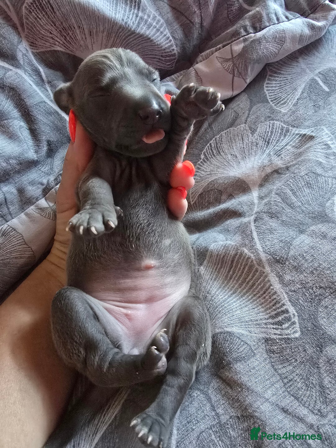 Italian Greyhound dogs for sale: KC regist. Beautiful Italian Greyhound  - Image 2