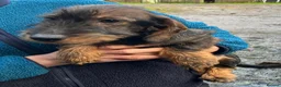 Dachshund dogs for sale: Wirehaired Dachshund Teckel KC registered puppies  - Advert 22