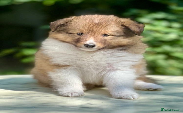 Shetland Sheepdog dogs - Advert 1