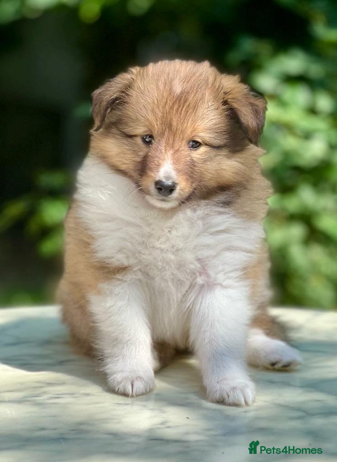 Shetland Sheepdog dogs for sale: Shetland Sheepdog/Sheltie puppy - Image 7