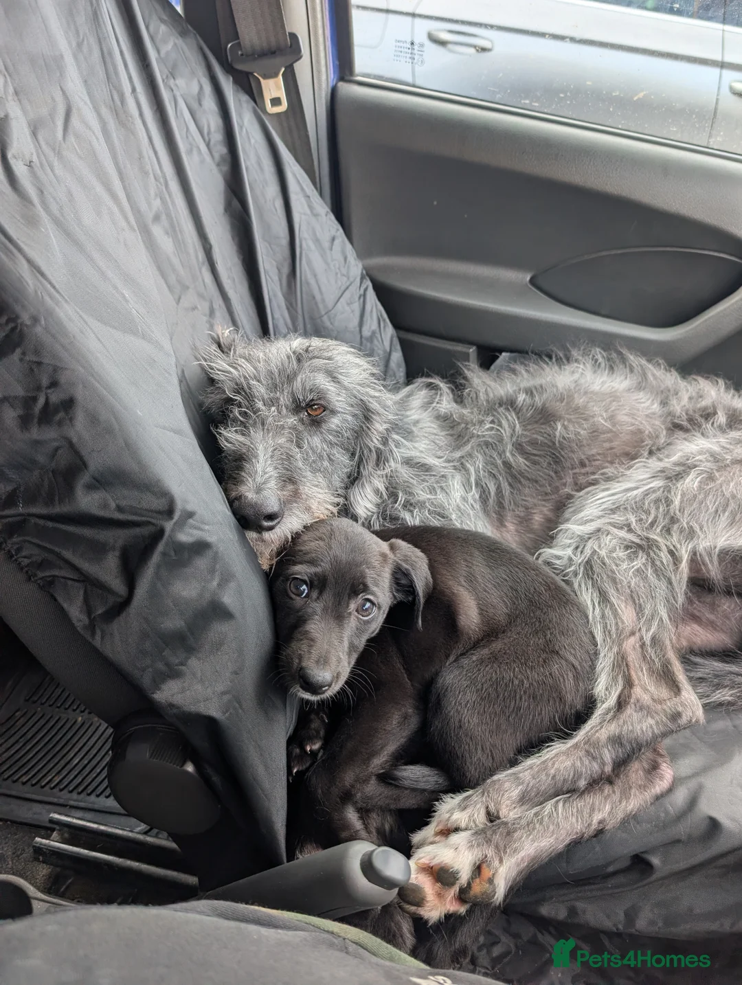 Whippet dogs for sale: Pure whippett - Advert 2