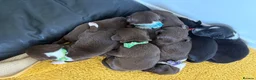 Mixed Breed dogs for sale: Spandgolds ready to go from 28th November  - Advert 28