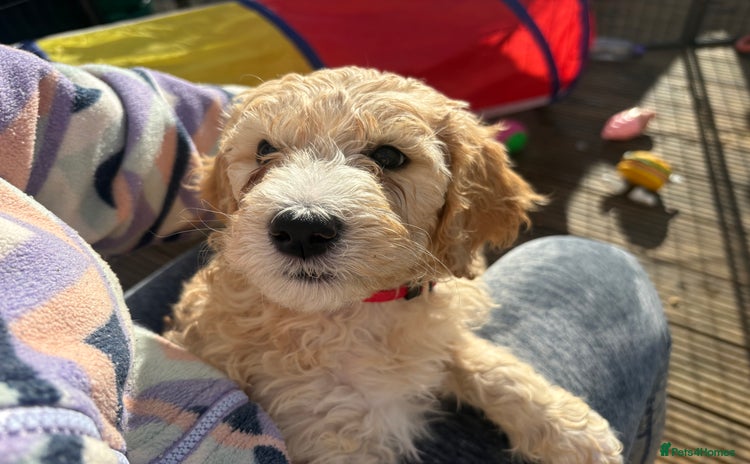 Goldendoodle dogs - Advert 2