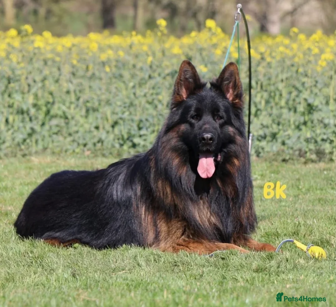 German Shepherd dogs for sale: 5 month old GSD  - Advert 5