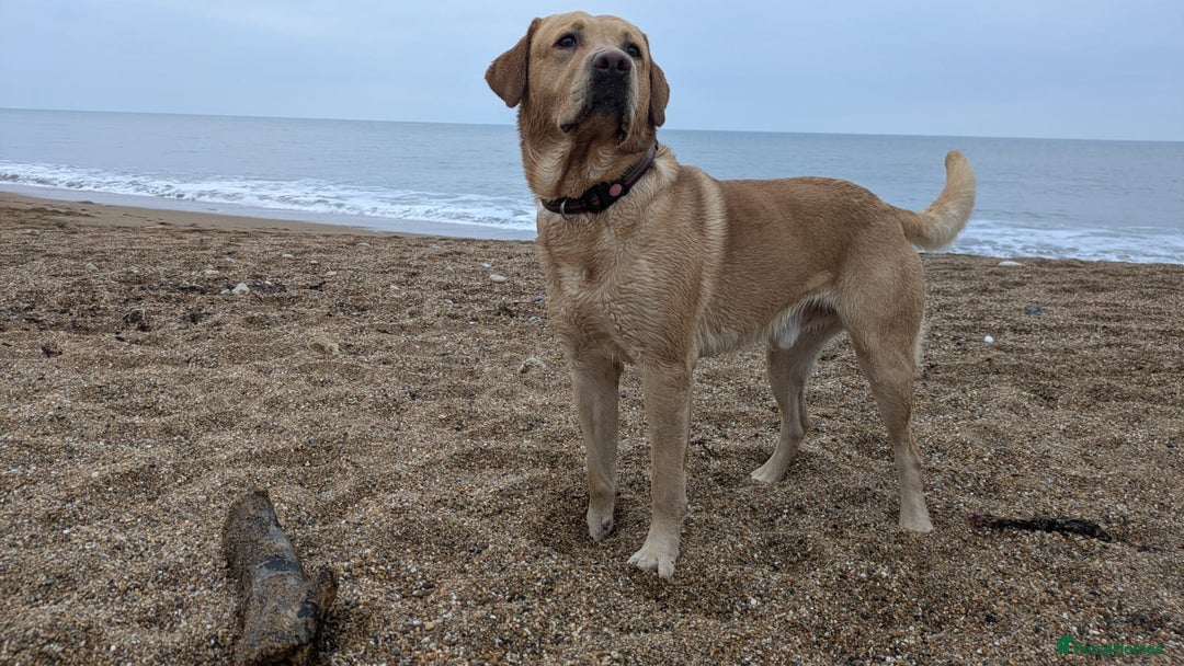 Labrador Retriever dogs for stud: Family Labrador to Stud - Advert 9