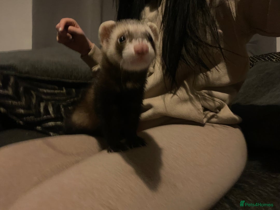 Ferret rodents for sale: 2 male ferret hobs  - Image 4