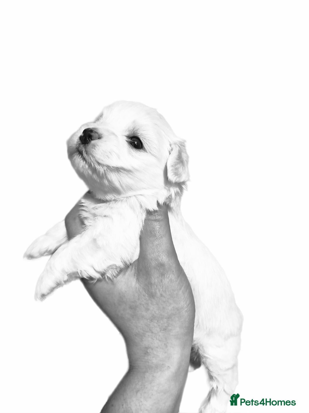 Maltese dogs for sale: Maltese baby newborns  🐶 💖  - Advert 5