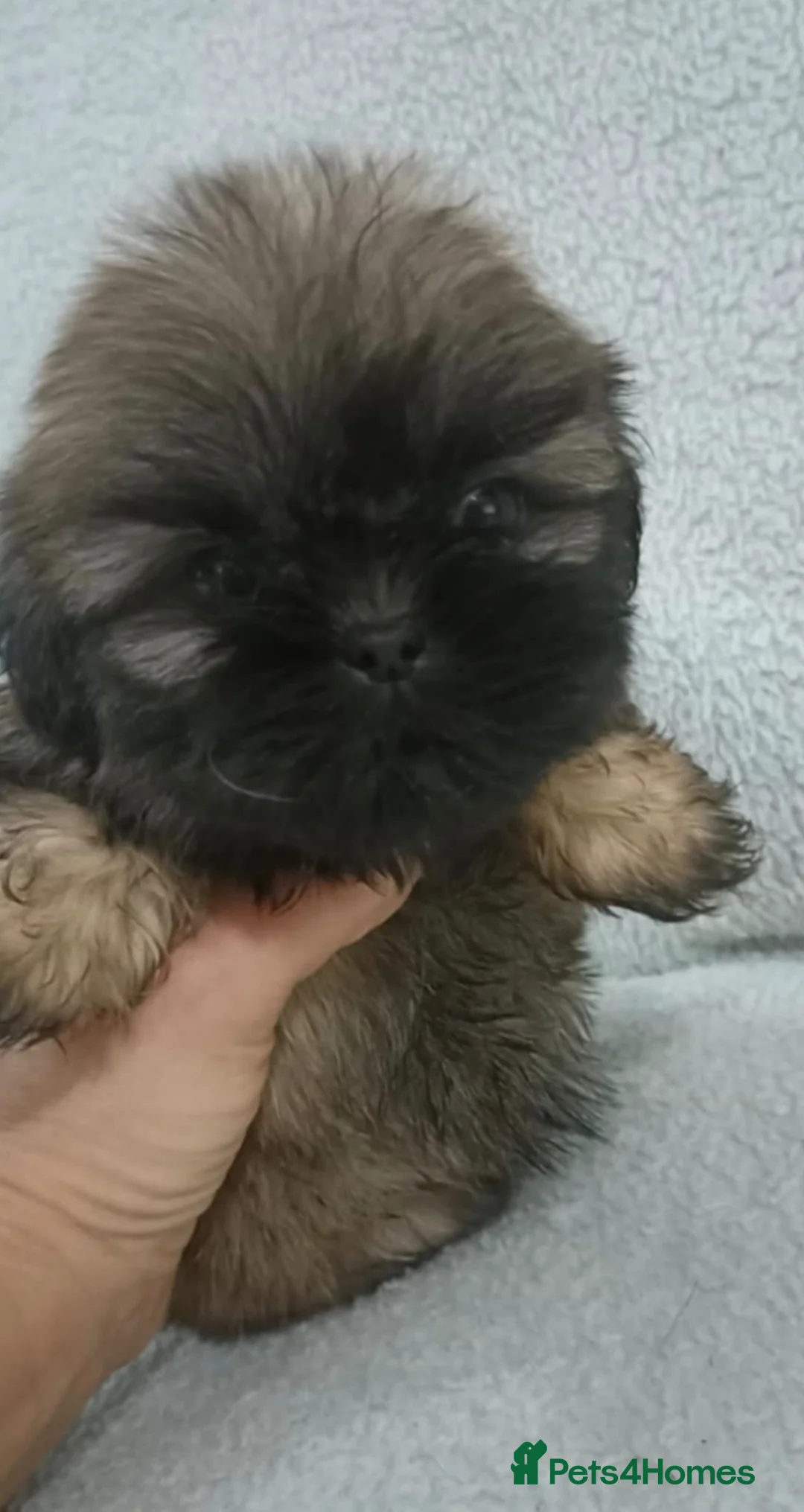 Shih Tzu dogs for sale: Shih Tzu Puppies in Castleford - Advert 2