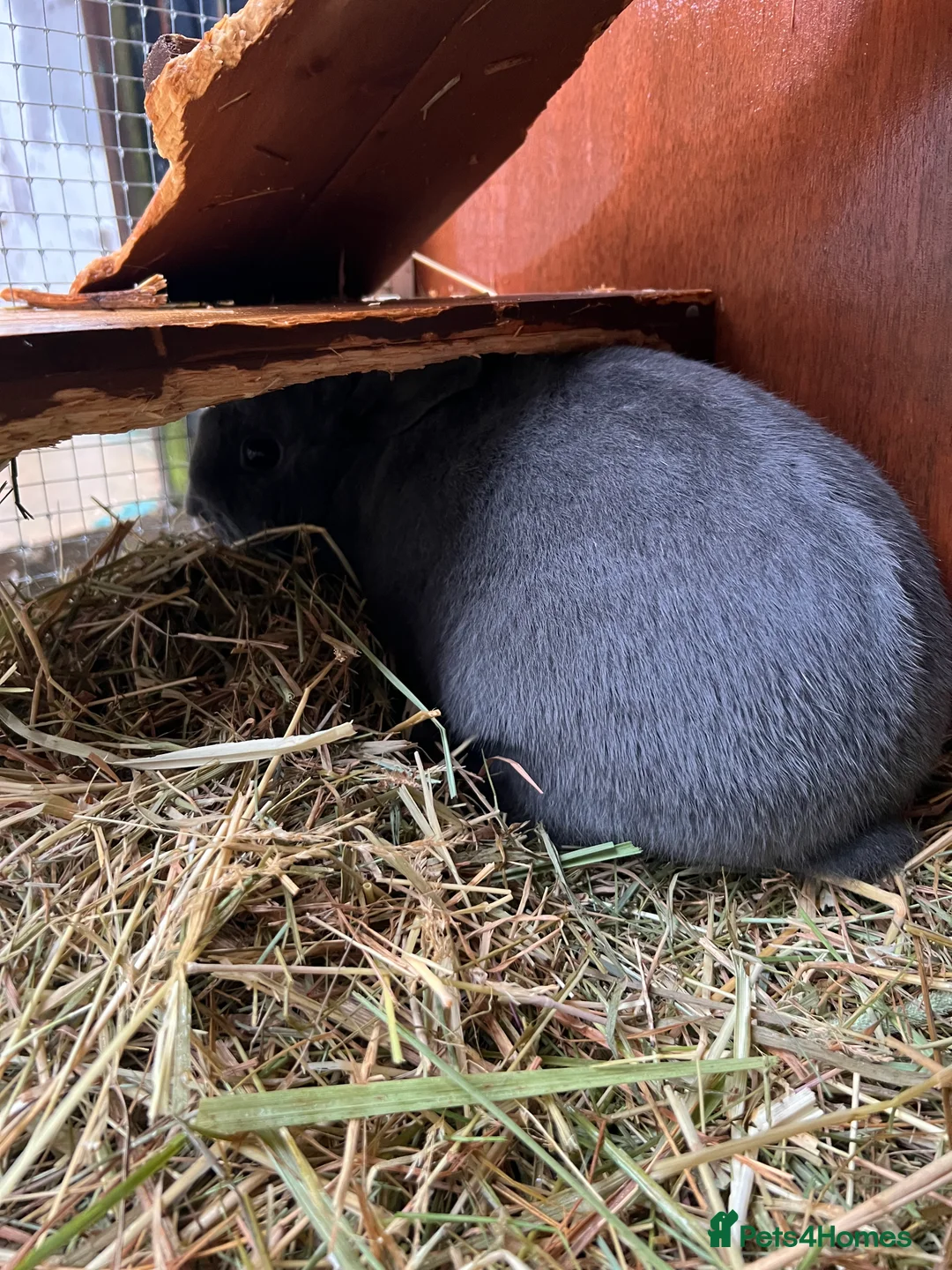 Mini Lop rabbits for sale: *  **  * - Advert 3