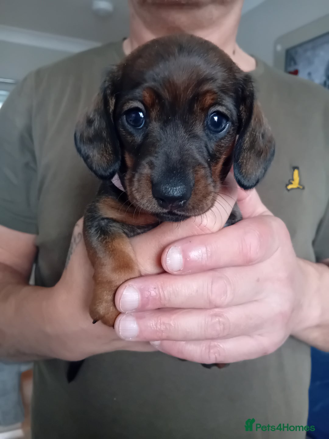 Miniature Dachshund dogs for sale: 3 gorgeous mini Dachshunds - Image 8