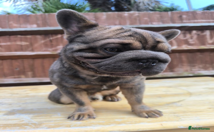 French Bulldog dogs - Advert 5