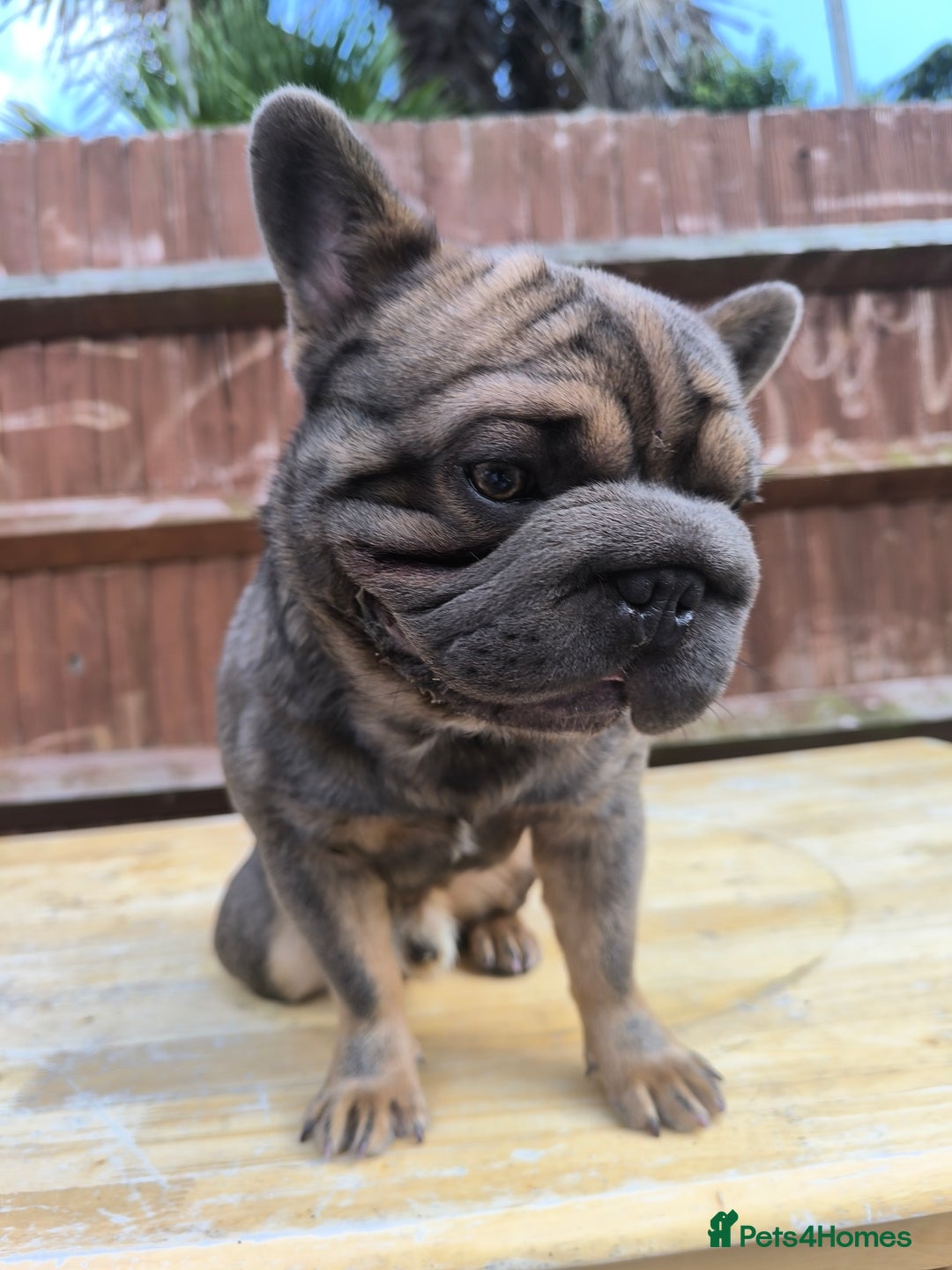 French Bulldog dogs for sale: French bulldog  - Image 1