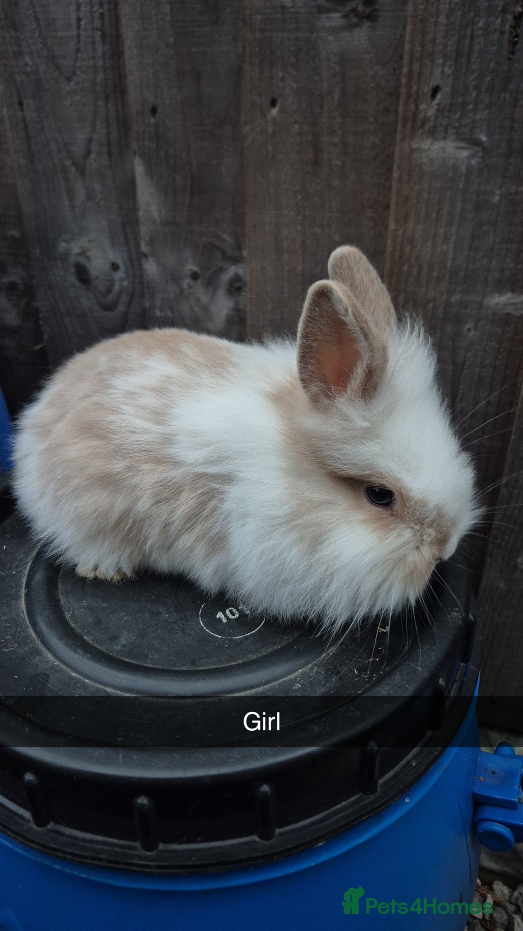 Lionhead rabbits for sale: Baby Lionhead rabbits 8 weeks old - Image 1