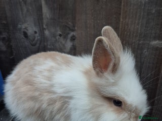 Lionhead rabbits - Advert 10