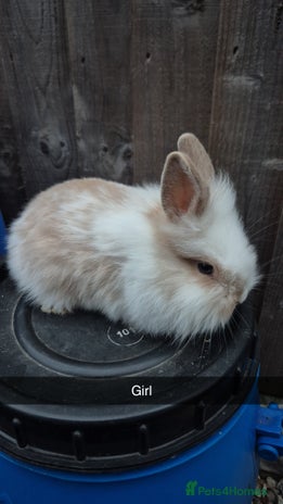 Lionhead rabbits - Advert 1