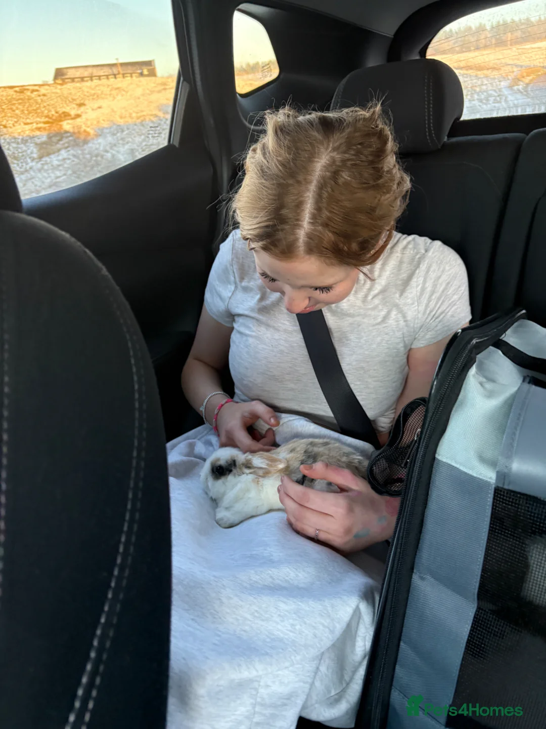 English Lop rabbits for sale: Pumpkin  in Stranraer - Advert 2