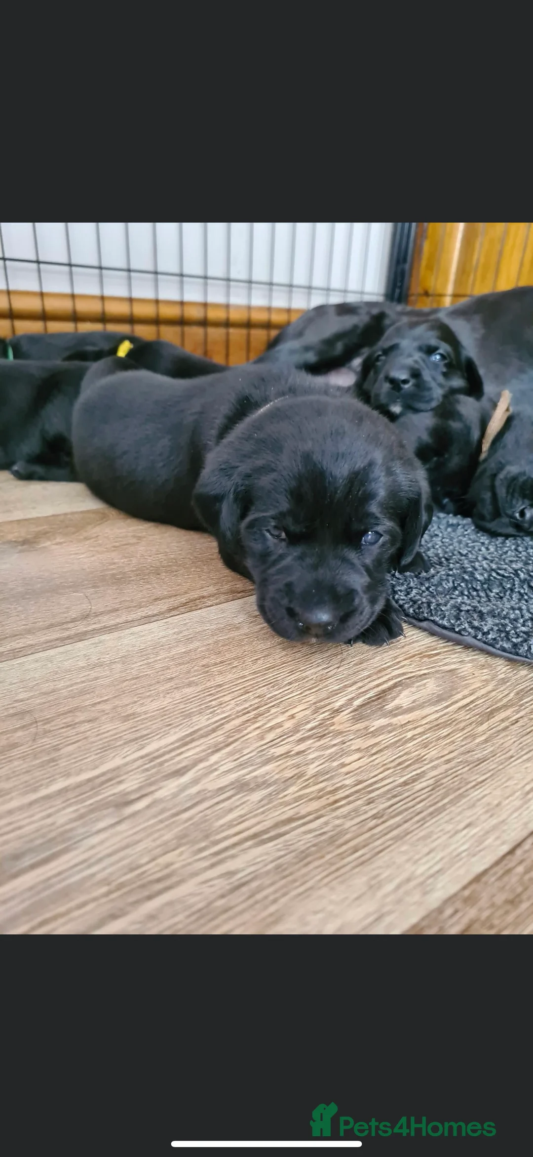 Labrador Retriever dogs for stud: KC Registered Yellow Labrador, Proven Stud  in Coalville - Advert 21