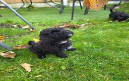 Maltipoo dogs for sale: Beautiful Maltipoo Girl Ready for Her Loving Home - Image 1