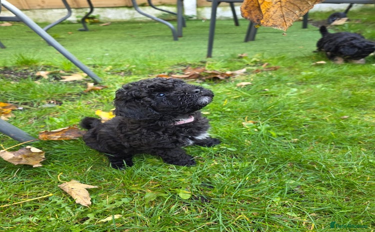 Maltipoo dogs - Advert 1