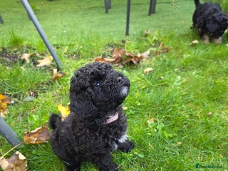 Maltipoo dogs - Advert 26