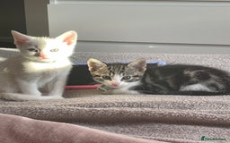 Mixed Breed cats for sale: Kittens ready to leave  - Image 2