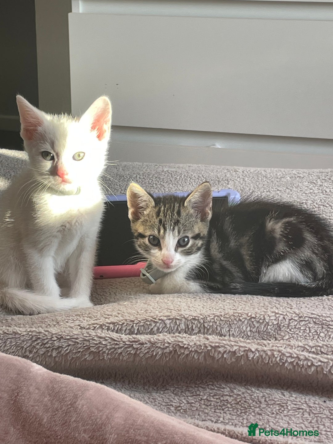 Mixed Breed cats for sale: Kittens ready to leave  - Image 2