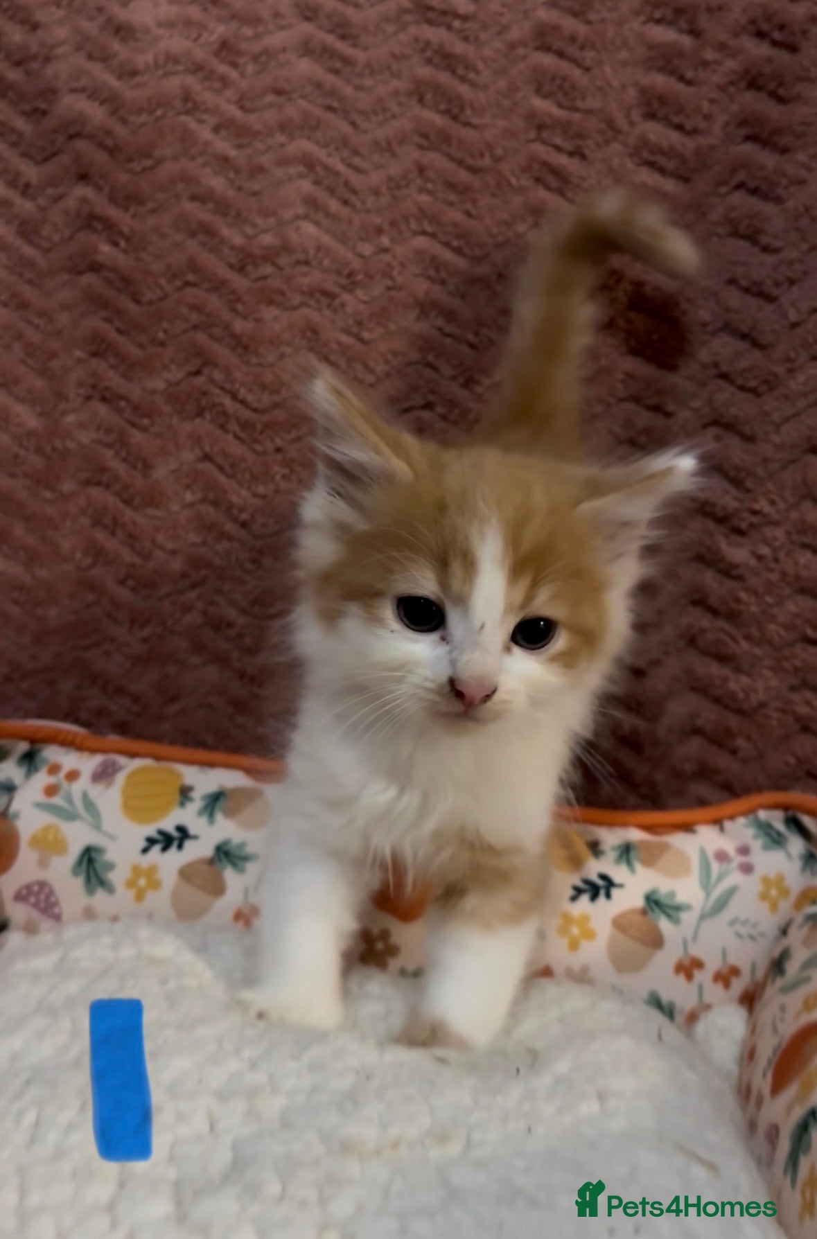 Mixed Breed cats for sale: 8 beautiful kittens ready for loving homes  - Advert 4