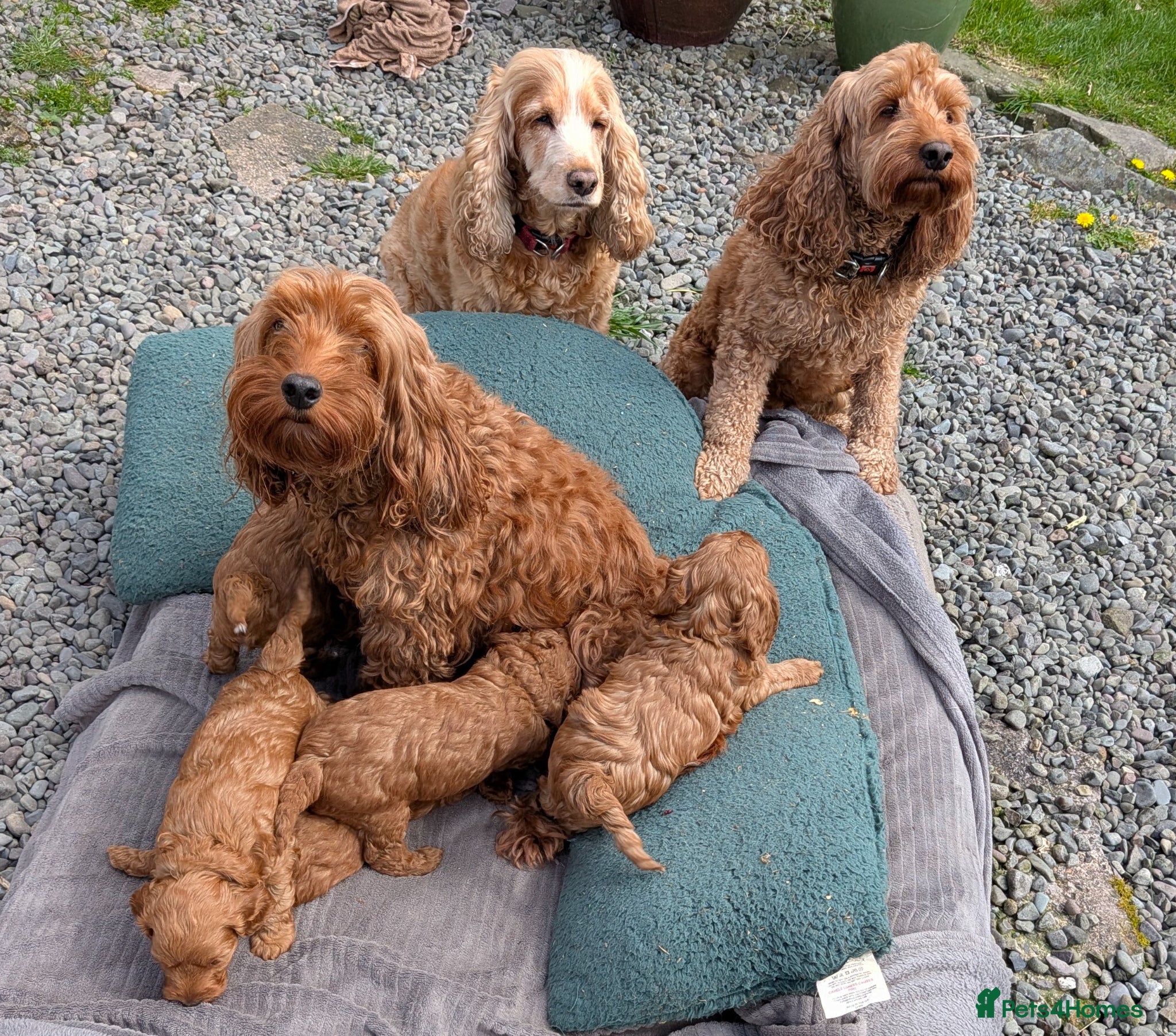 Cockapoo dogs Adorable F1b Red Cockapoos  - Advert 2
