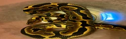 Python Snake reptiles for sale: Ball pythons looking for new home  - Advert 6