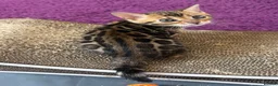 Bengal cats for sale: Pure bred Glitter Coat Bengal Kittens  in Ebbw Vale - Advert 7