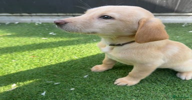 Labrador Retriever dogs - Advert 16