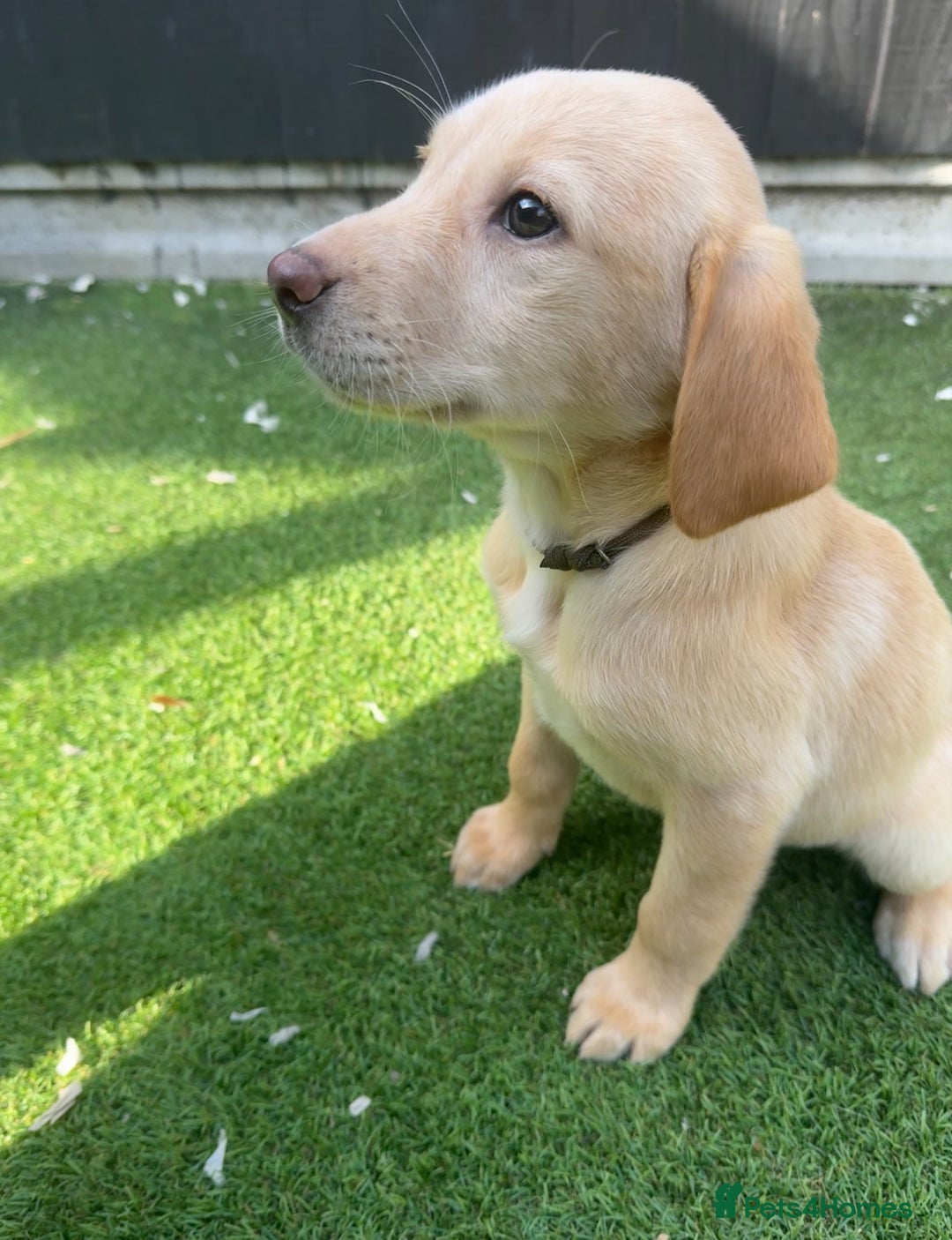 Labrador Retriever dogs for sale: READY NOW Beautiful top kc line Labrador puppy’s  - Image 2