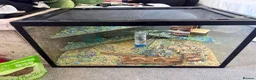 Mouse rodents for sale: X2 Female mice - Advert 4
