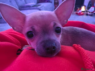 Chihuahua dogs Toy Chihauhau,1 cute girl left - Advert 5