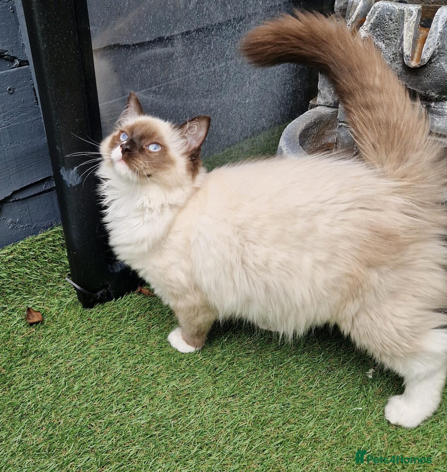 Ragdoll cats GCCF Registered Ragdoll Kittens  - Advert 2