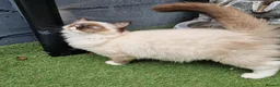 Ragdoll cats for sale: GCCF Registered Ragdoll Kittens  - Advert 2
