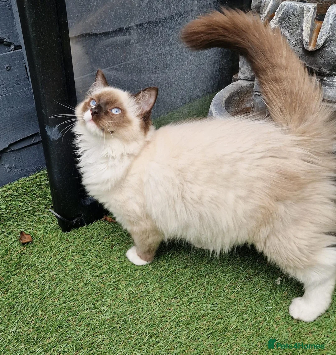 Ragdoll cats for sale: GCCF Registered Ragdoll Kittens  - Advert 2