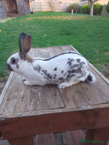 English Spot rabbits - Advert 3