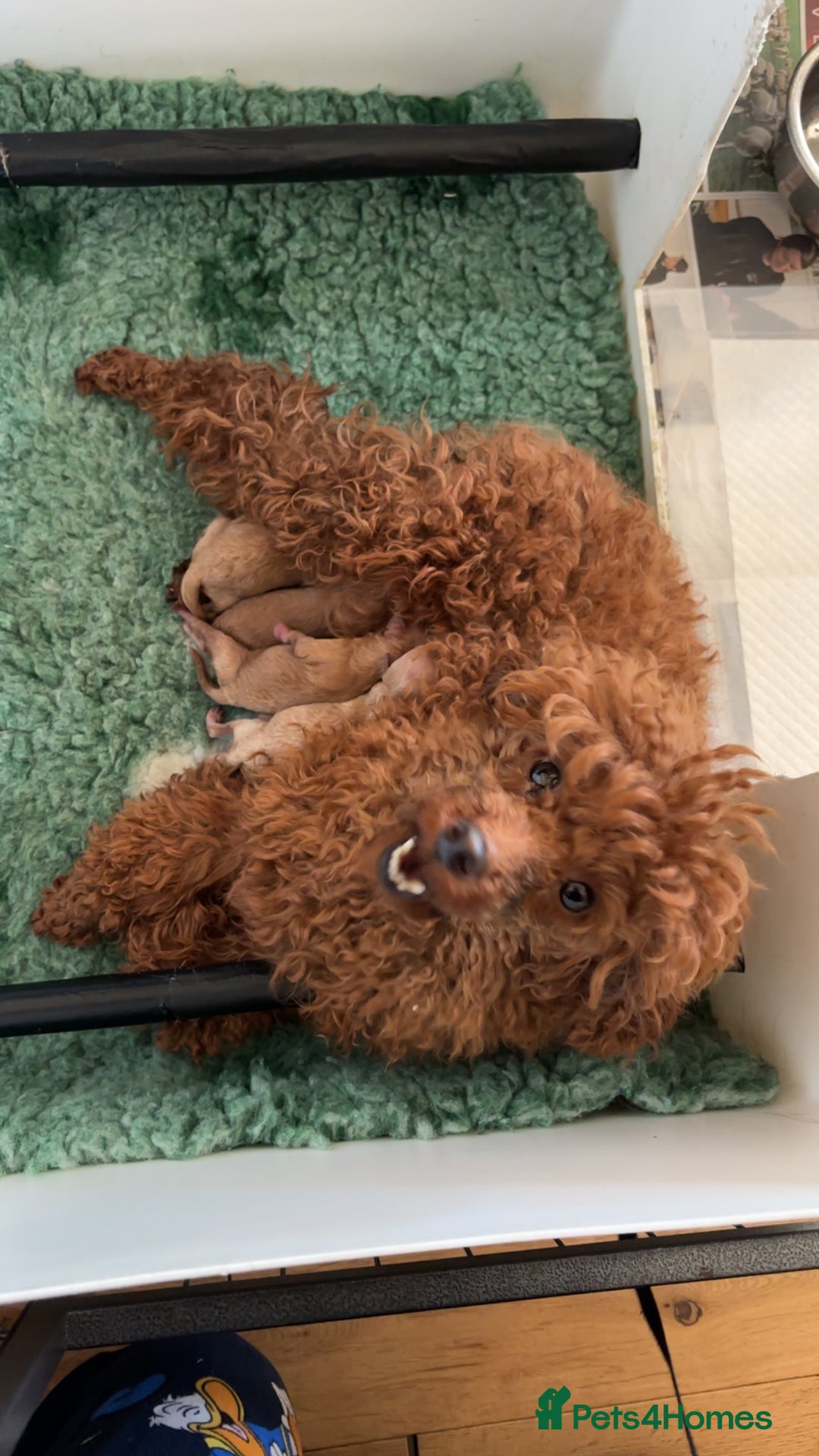 Toy Poodle dogs for sale: Outstanding toy/asain Poodles.  - Advert 2