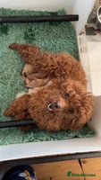 Toy Poodle dogs Outstanding toy/asain Poodles. - Advert 3