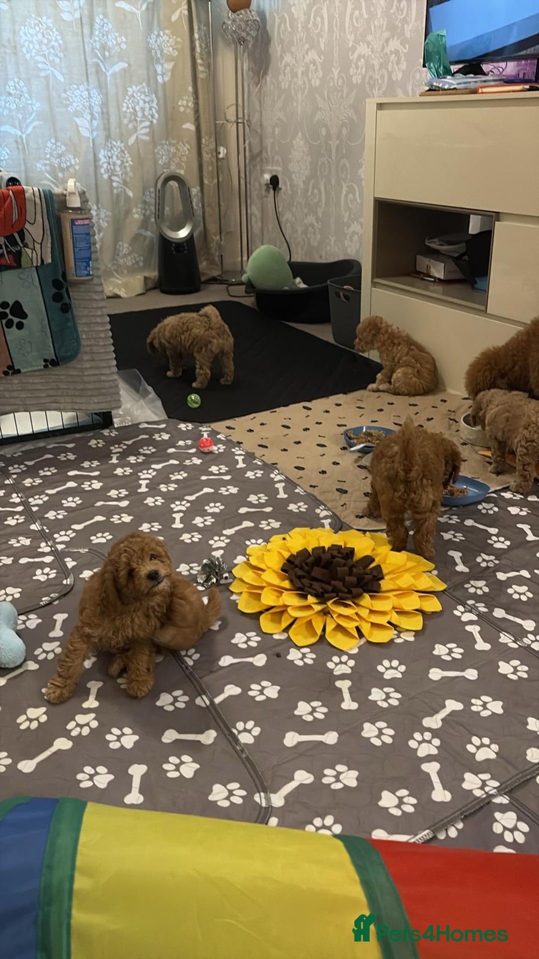 Miniature Poodle dogs for sale: Beautiful Miniature Poodle Puppies   - Advert 6