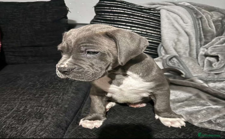Mixed Breed dogs - Advert 1