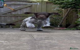 German Wirehaired Pointer dogs for sale: Beautiful GWP Pups For Sale Bred For Their Nature - Image 10